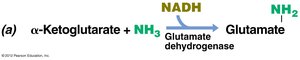 Glutamate synthesis from α-ketoglutarate and NH3