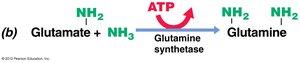 Glutamine synthesis from glutamate and NH3