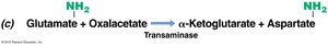 Transamination reaction: glutamate and oxaloacetate