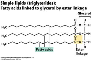 Structure of simple lipids (triglycerides)