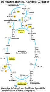 Reductive acetyl-CoA pathway diagram