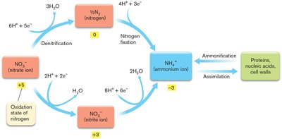 Nitrogen assimilation diagram