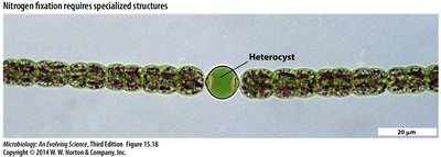 Nitrogen fixation mechanism diagram
