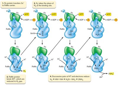 Nitrogenase reduction cycle diagram