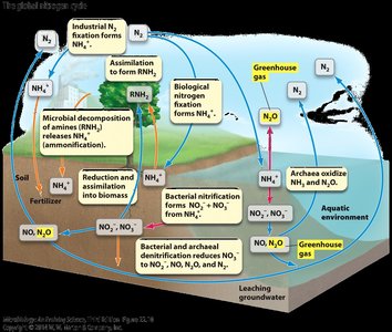 Nitrogen cycle triangle diagram