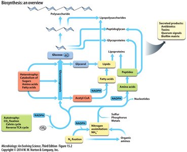 Biosynthesis overview diagram