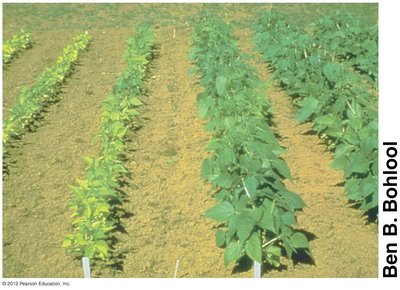 Nodulated legumes in soil