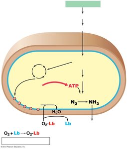 Metabolic exchange in root nodules