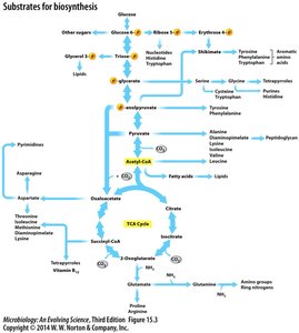 Substrates for biosynthesis diagram
