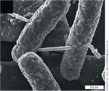 Carbon dioxide fixation pathways table