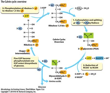 Rubisco structure and mechanism