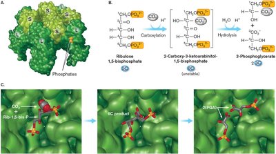 Detailed Calvin cycle diagram