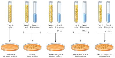 Avery-MacLeod-McCarty experiment
