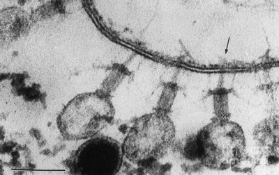 Bacteriophage infecting bacteria