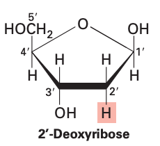 Deoxyribose structure