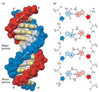 DNA double helix with grooves