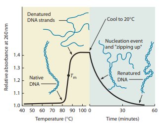 DNA renaturation process