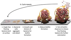 Diagram of biofilm life cycle stages