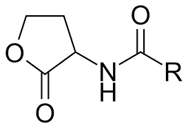 Chemical structure of acyl-homoserine lactone (AHL)