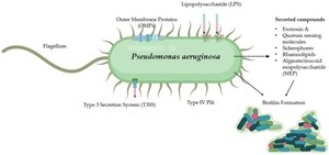 Diagram of Pseudomonas aeruginosa showing QS systems and biofilm formation