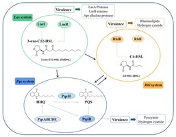 Diagram of interconnected QS systems in Pseudomonas aeruginosa