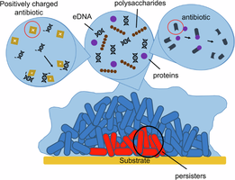 Biofilm structure showing EPS, persisters, and antibiotic resistance