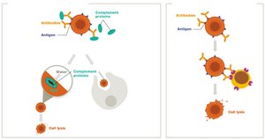 Type II hypersensitivity: Complement and ADCC mechanisms