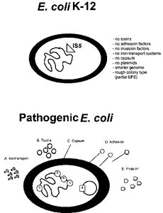 Comparison of E. coli K-12 and pathogenic E. coli