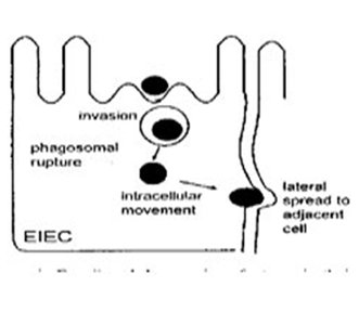 EIEC mechanism