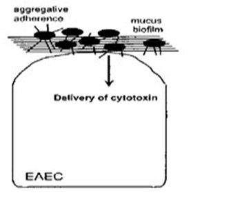 EAEC mechanism