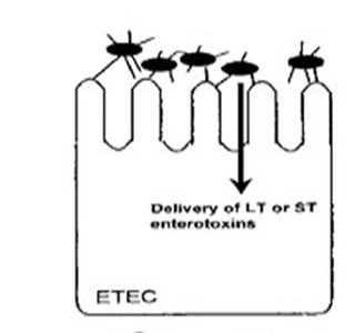 ETEC mechanism