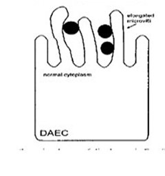 DAEC mechanism