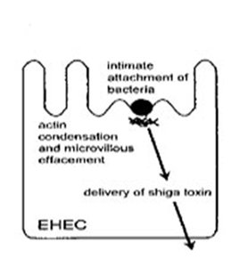 EHEC mechanism