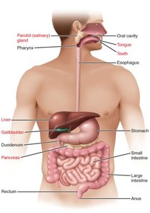 Diagram of the human digestive system