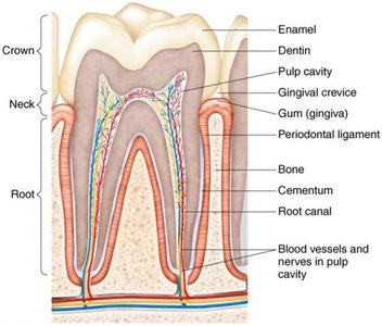 Structure of a tooth