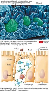M cells and immune response in the intestine