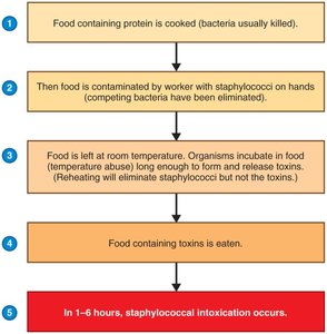 Steps in staphylococcal food poisoning