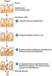 Pathogenesis of Shigella infection
