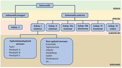 Salmonella taxonomy and serovars