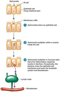 Pathogenesis of Salmonella infection
