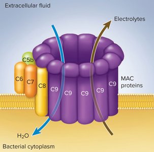 Membrane attack complex (MAC) forming a pore in a bacterial membrane, allowing water influx and electrolyte efflux