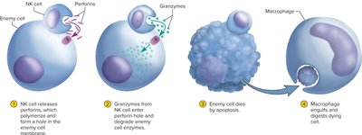 Sequence of NK cell action: perforin release, granzyme entry, apoptosis, and macrophage phagocytosis