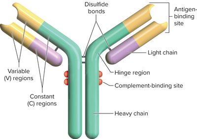 Structure of an antibody showing heavy and light chains, variable and constant regions, and antigen-binding sites