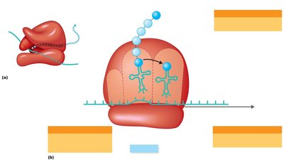 Inhibition of Protein Synthesis by Antibiotics