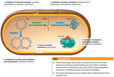 Major Actions of Antimicrobial Drugs
