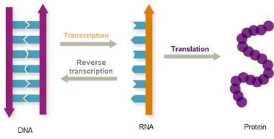 Central dogma: DNA to RNA to protein