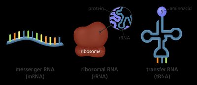 Table of DNA replication enzymes and their functions