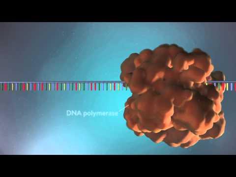 DNA replication fork with leading and lagging strands