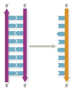 Transcription: DNA template to RNA strand