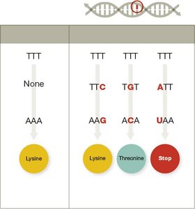 Effects of different types of mutations
